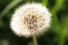 Allergiebehandlung